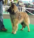 n°107 Estia Bell des loups de la tiarde 5503